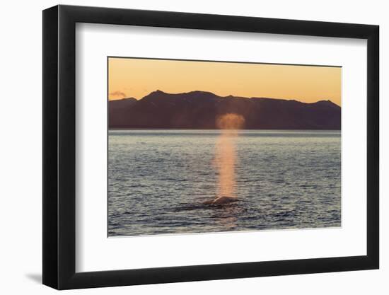 Blue Whale (Balaenoptera musculus) adult, surfacing and spouting, Isfjorden-Bernd Rohrschneider-Framed Photographic Print