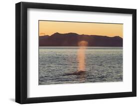 Blue Whale (Balaenoptera musculus) adult, surfacing and spouting, Isfjorden-Bernd Rohrschneider-Framed Photographic Print