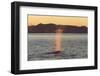 Blue Whale (Balaenoptera musculus) adult, surfacing and spouting, Isfjorden-Bernd Rohrschneider-Framed Photographic Print