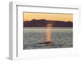 Blue Whale (Balaenoptera musculus) adult, surfacing and spouting, Isfjorden-Bernd Rohrschneider-Framed Photographic Print