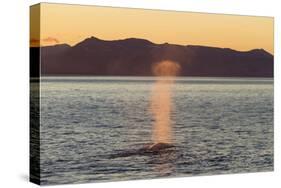 Blue Whale (Balaenoptera musculus) adult, surfacing and spouting, Isfjorden-Bernd Rohrschneider-Stretched Canvas
