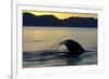 Blue Whale (Balaenoptera musculus) adult, tail fluke raised, silhouetted at sunset-Malcolm Schuyl-Framed Photographic Print