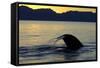 Blue Whale (Balaenoptera musculus) adult, tail fluke raised, silhouetted at sunset-Malcolm Schuyl-Framed Stretched Canvas