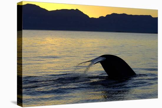 Blue Whale (Balaenoptera musculus) adult, tail fluke raised, silhouetted at sunset-Malcolm Schuyl-Stretched Canvas