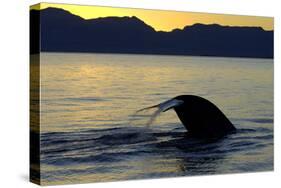 Blue Whale (Balaenoptera musculus) adult, tail fluke raised, silhouetted at sunset-Malcolm Schuyl-Stretched Canvas