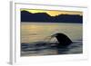 Blue Whale (Balaenoptera musculus) adult, tail fluke raised, silhouetted at sunset-Malcolm Schuyl-Framed Photographic Print