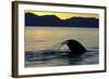 Blue Whale (Balaenoptera musculus) adult, tail fluke raised, silhouetted at sunset-Malcolm Schuyl-Framed Photographic Print