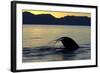 Blue Whale (Balaenoptera musculus) adult, tail fluke raised, silhouetted at sunset-Malcolm Schuyl-Framed Photographic Print