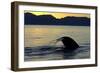 Blue Whale (Balaenoptera musculus) adult, tail fluke raised, silhouetted at sunset-Malcolm Schuyl-Framed Photographic Print