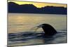 Blue Whale (Balaenoptera musculus) adult, tail fluke raised, silhouetted at sunset-Malcolm Schuyl-Mounted Photographic Print