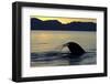 Blue Whale (Balaenoptera musculus) adult, tail fluke raised, silhouetted at sunset-Malcolm Schuyl-Framed Photographic Print
