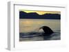 Blue Whale (Balaenoptera musculus) adult, tail fluke raised, silhouetted at sunset-Malcolm Schuyl-Framed Photographic Print