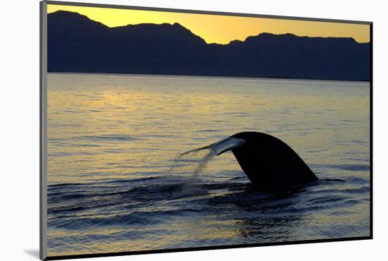 Blue Whale (Balaenoptera musculus) adult, tail fluke raised, silhouetted at sunset-Malcolm Schuyl-Mounted Photographic Print