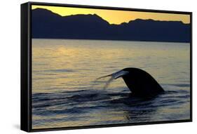 Blue Whale (Balaenoptera musculus) adult, tail fluke raised, silhouetted at sunset-Malcolm Schuyl-Framed Stretched Canvas