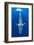 Blue whale (Balaenoptera musculus) diving beneath the surface.  Indian Ocean, Sri Lanka-Alex Mustard-Framed Photographic Print