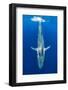 Blue whale (Balaenoptera musculus) diving beneath the surface.  Indian Ocean, Sri Lanka-Alex Mustard-Framed Photographic Print