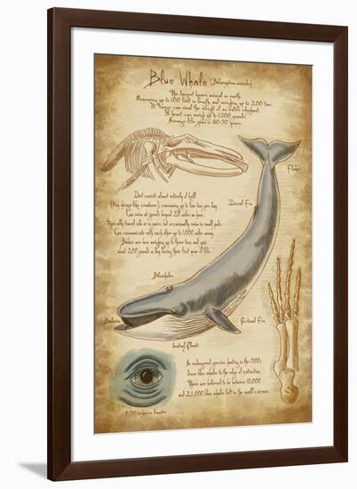 Blue Whale Davinci-Lantern Press-Framed Art Print