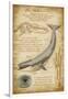 Blue Whale Davinci-Lantern Press-Framed Art Print