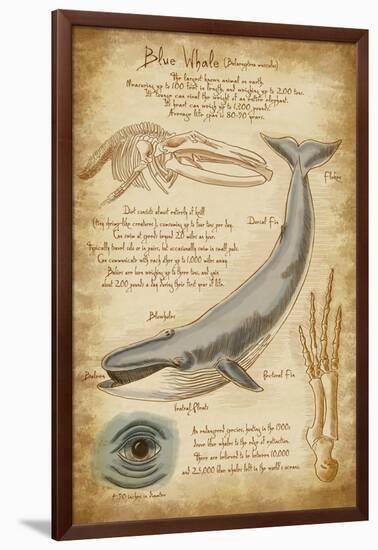 Blue Whale Davinci-Lantern Press-Framed Art Print