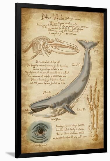 Blue Whale Davinci-Lantern Press-Framed Art Print