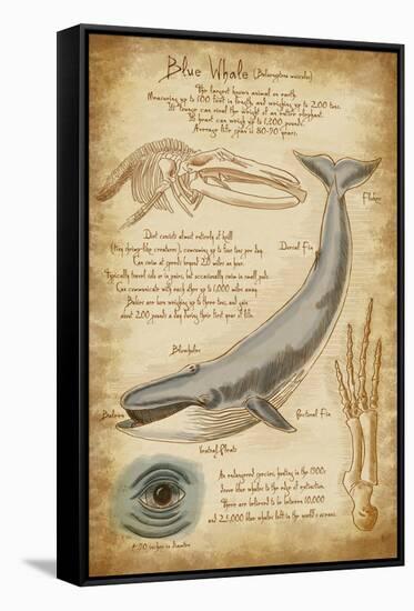 Blue Whale Davinci-Lantern Press-Framed Stretched Canvas