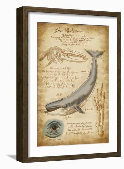 Blue Whale Davinci-Lantern Press-Framed Art Print