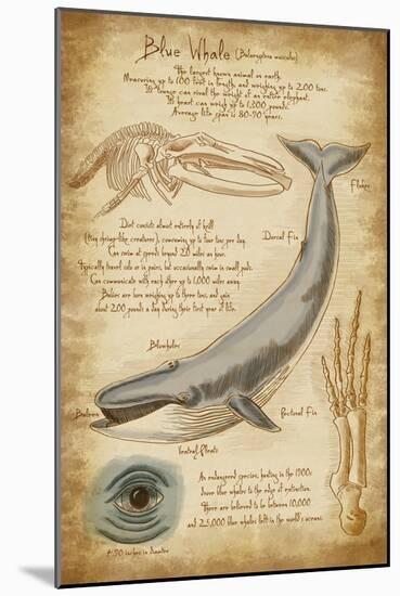 Blue Whale Davinci-Lantern Press-Mounted Art Print
