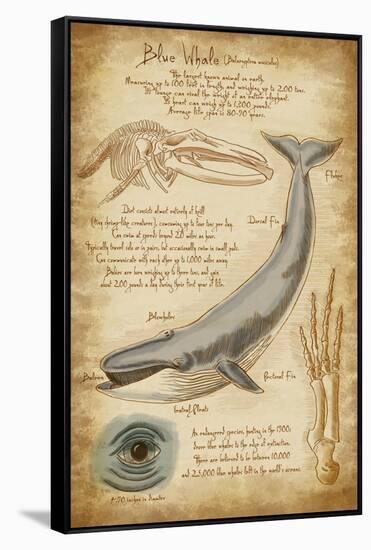 Blue Whale Davinci-Lantern Press-Framed Stretched Canvas