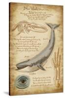 Blue Whale Davinci-Lantern Press-Stretched Canvas