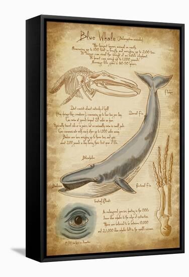 Blue Whale Davinci-Lantern Press-Framed Stretched Canvas