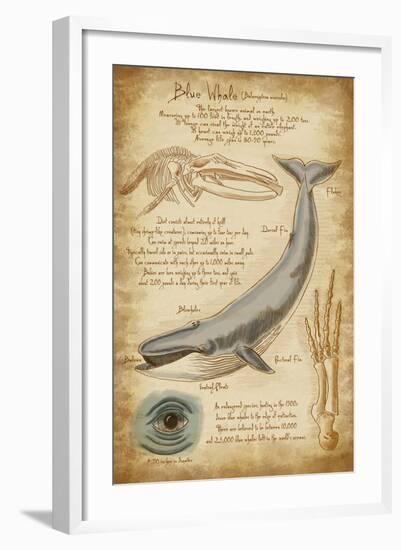 Blue Whale Davinci-Lantern Press-Framed Art Print