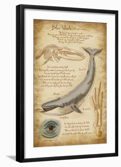 Blue Whale Davinci-Lantern Press-Framed Art Print