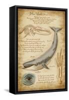 Blue Whale Davinci-Lantern Press-Framed Stretched Canvas