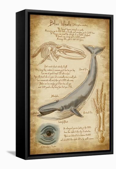 Blue Whale Davinci-Lantern Press-Framed Stretched Canvas
