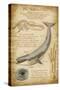 Blue Whale Davinci-Lantern Press-Stretched Canvas