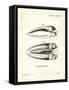 Blue Whale Skull-null-Framed Stretched Canvas