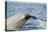 Blue Whale, Southern Province, Indian Ocean, Sri Lanka, Asia-Christian Kober-Stretched Canvas