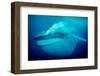 Blue whale underwater, Baja California, Mexico-Doc White-Framed Photographic Print