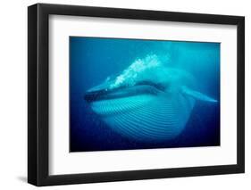 Blue whale underwater, Baja California, Mexico-Doc White-Framed Photographic Print