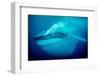 Blue whale underwater, Baja California, Mexico-Doc White-Framed Photographic Print