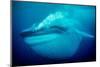 Blue whale underwater, Baja California, Mexico-Doc White-Mounted Photographic Print