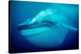 Blue whale underwater, Baja California, Mexico-Doc White-Stretched Canvas