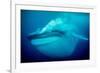 Blue whale underwater, Baja California, Mexico-Doc White-Framed Photographic Print