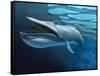 Blue Whale Underwater with Caustics on Surface-null-Framed Stretched Canvas
