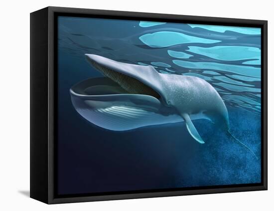 Blue Whale Underwater with Caustics on Surface-null-Framed Stretched Canvas