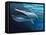 Blue Whale Underwater with Caustics on Surface-null-Framed Stretched Canvas