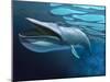 Blue Whale Underwater with Caustics on Surface-null-Mounted Art Print