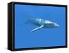 Blue Whale-Christian Darkin-Framed Stretched Canvas