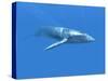 Blue Whale-Christian Darkin-Stretched Canvas