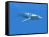Blue Whale-Christian Darkin-Framed Stretched Canvas